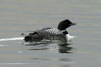 Great northern diver  
