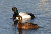 Scaup 