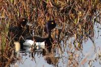 Tufted duck 